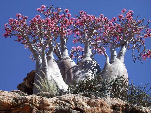 Árboles de Socotra (Yemen)